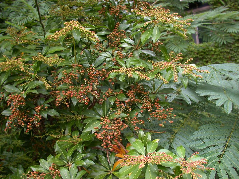 Ericaceae Pieris 