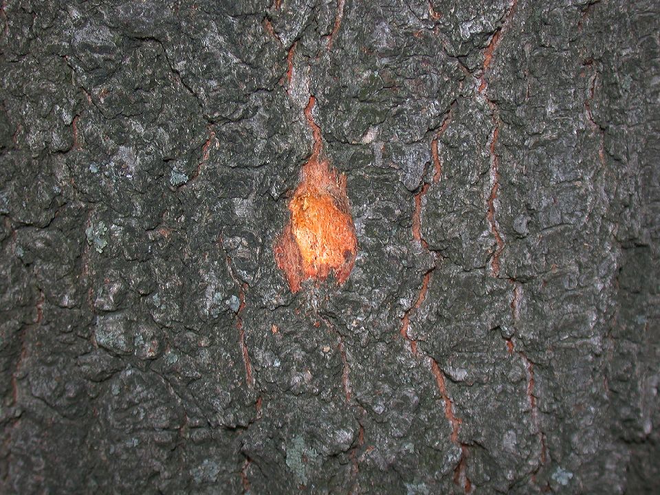 Fagaceae Quercus coccinea