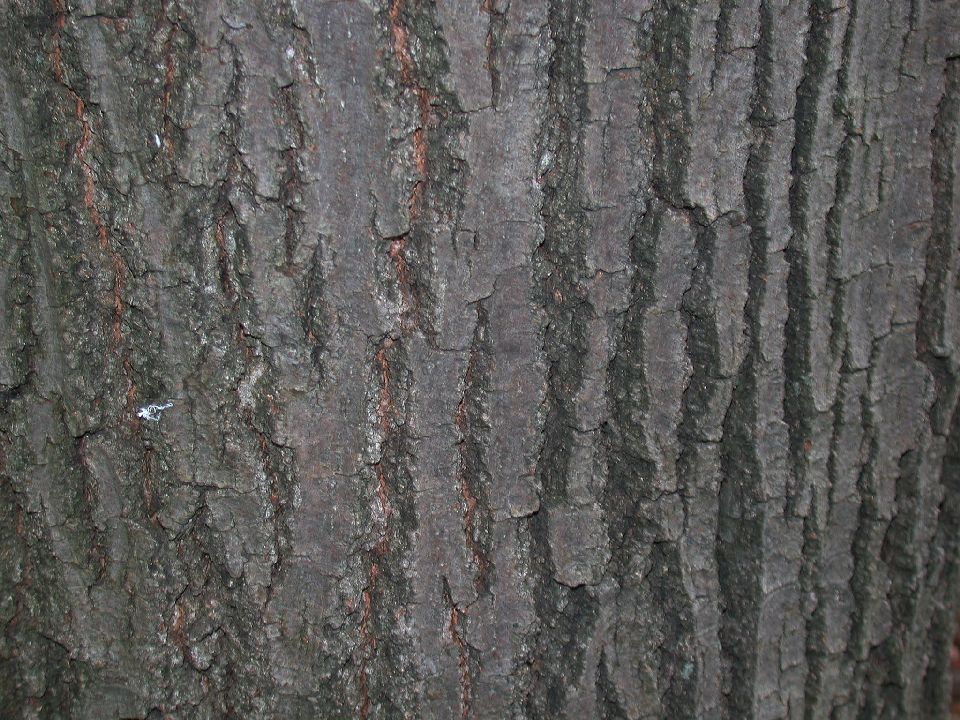 Fagaceae Quercus rubra