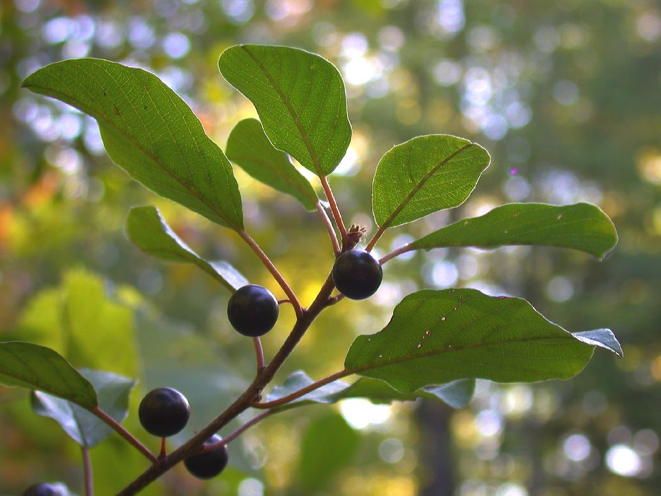 Rhamnaceae Rhamnus frangula