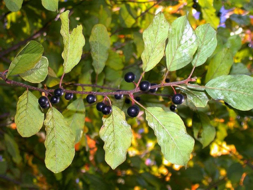 Rhamnaceae Rhamnus frangula