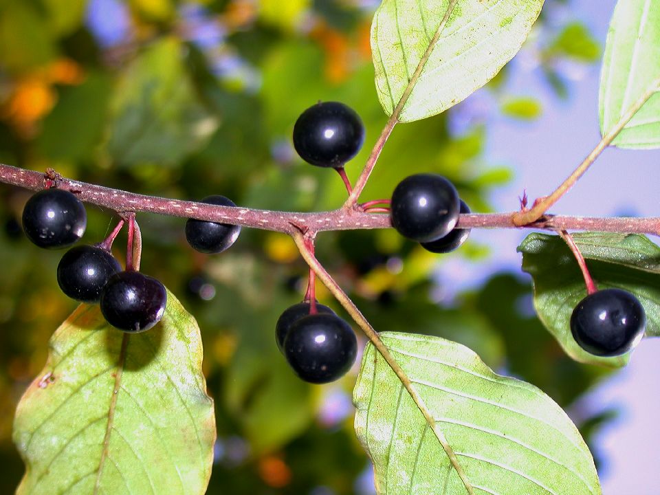 Rhamnaceae Rhamnus frangula