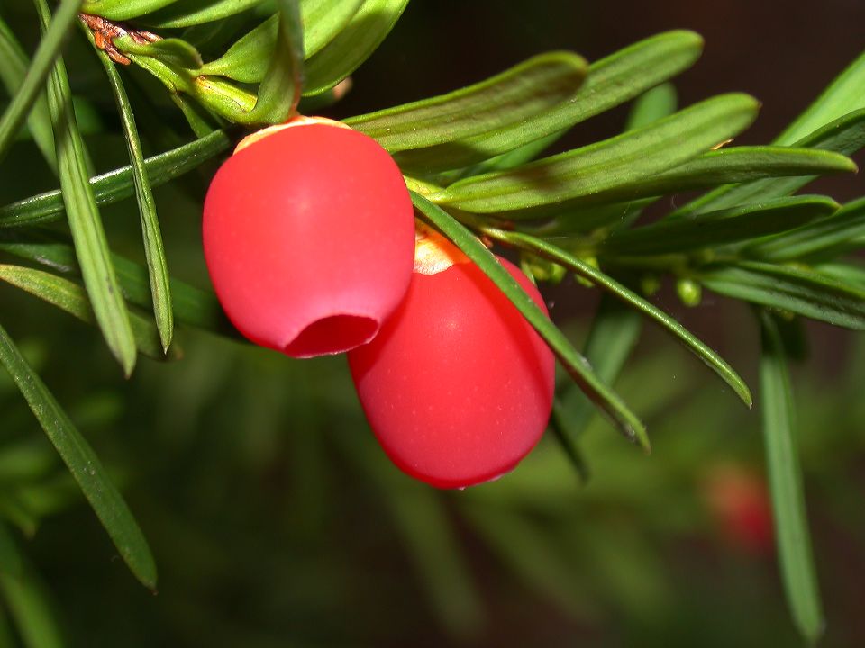 Taxaceae Taxus baccata