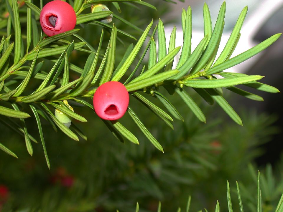 Taxaceae Taxus baccata