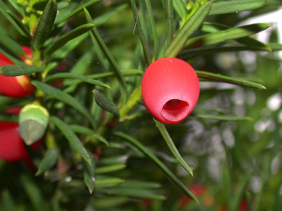 Taxaceae Taxus baccata