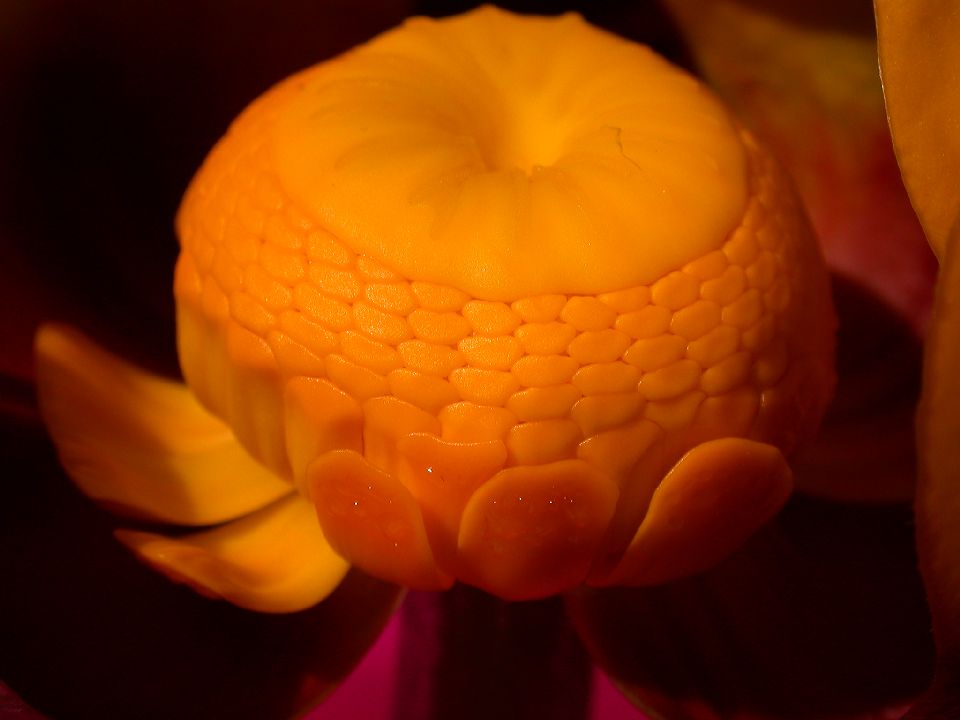 Nymphaeaceae Nuphar 