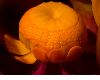 image of Nuphar 