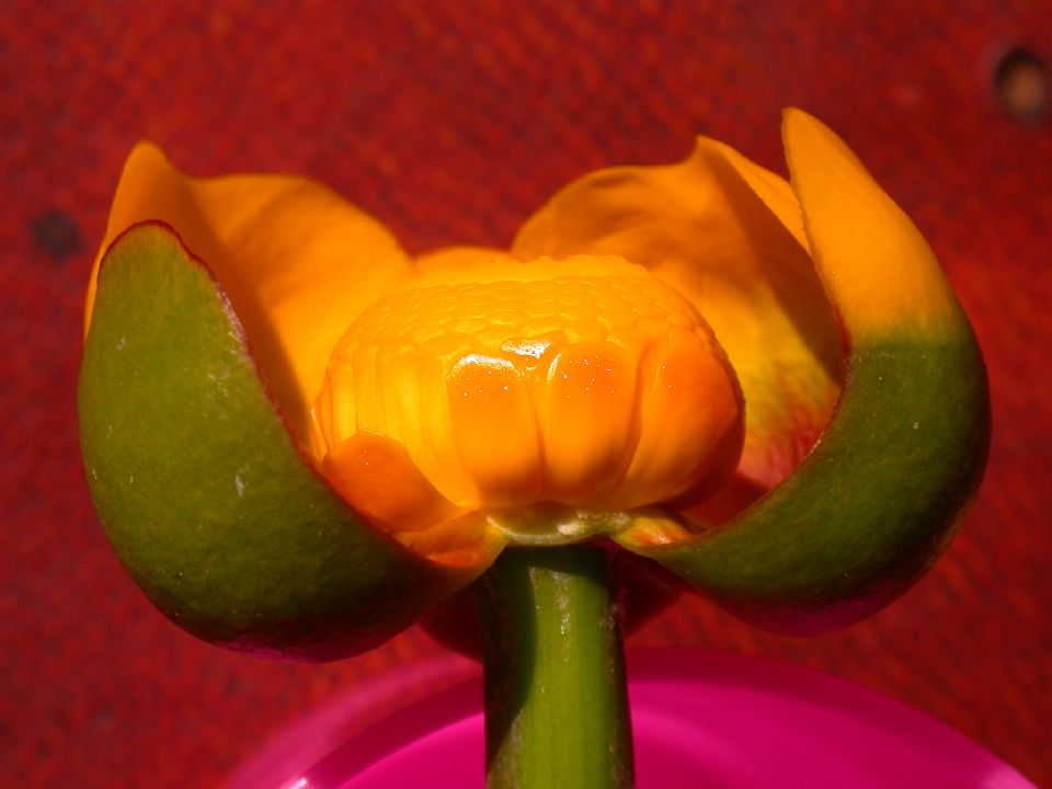 Nymphaeaceae Nuphar luteum