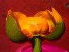 image of Nuphar luteum