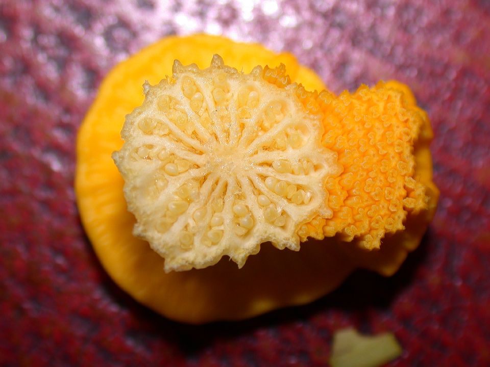 Nymphaeaceae Nuphar luteum