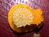 image of Nuphar luteum