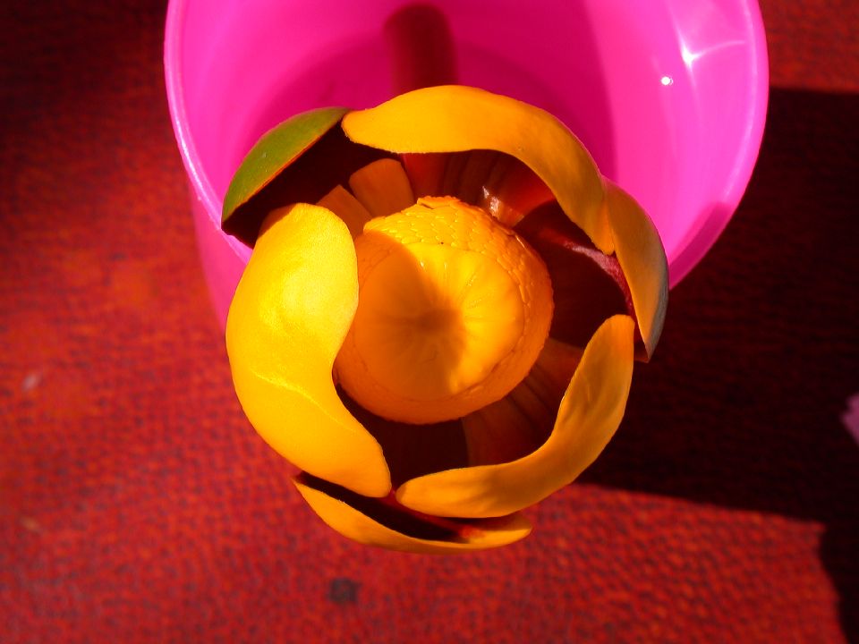 Nymphaeaceae Nuphar luteum