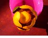 image of Nuphar luteum