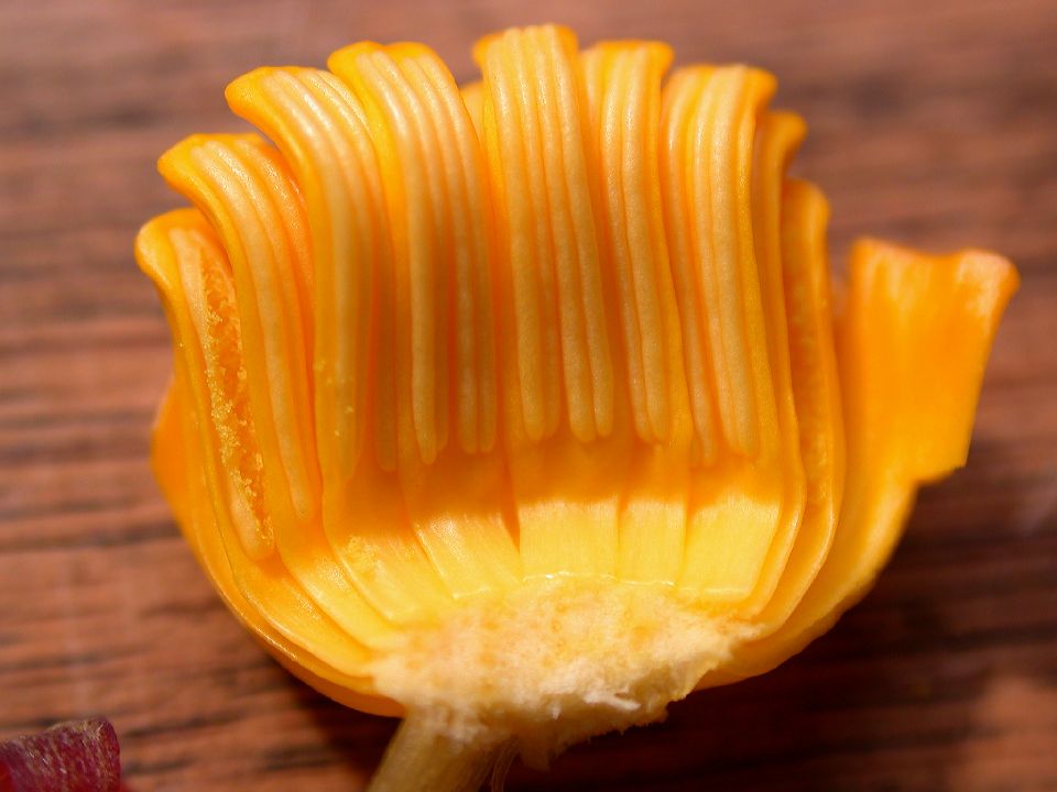 Nymphaeaceae Nuphar luteum