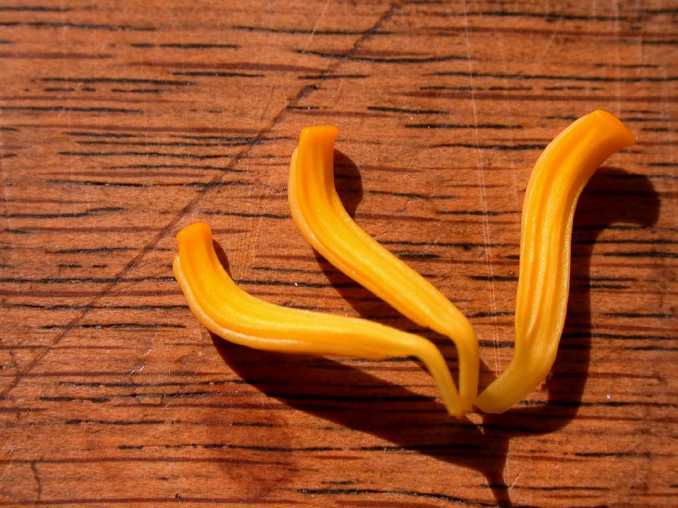 Nymphaeaceae Nuphar luteum