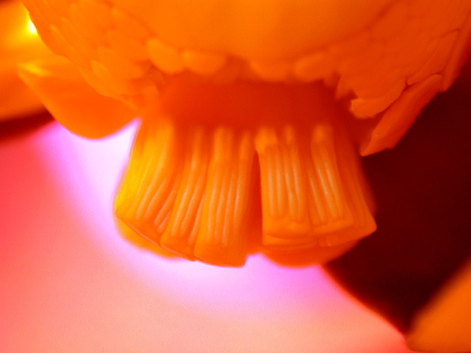 Nymphaeaceae Nuphar luteum