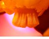 image of Nuphar luteum