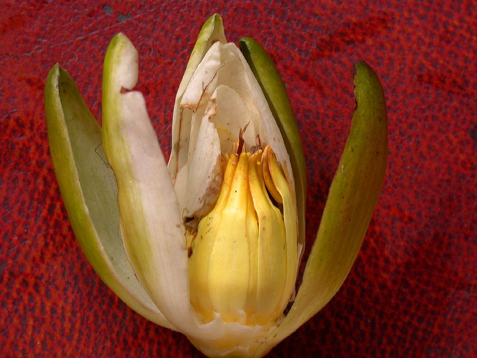 Nymphaeaceae Nymphaea odorata