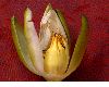 image of Nymphaea odorata