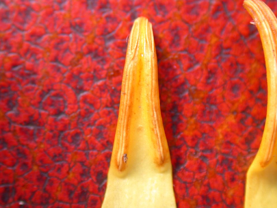 Nymphaeaceae Nymphaea odorata