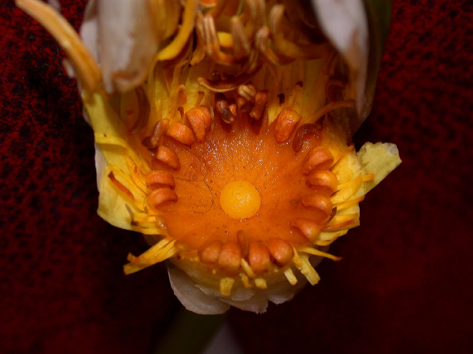 Nymphaeaceae Nymphaea odorata