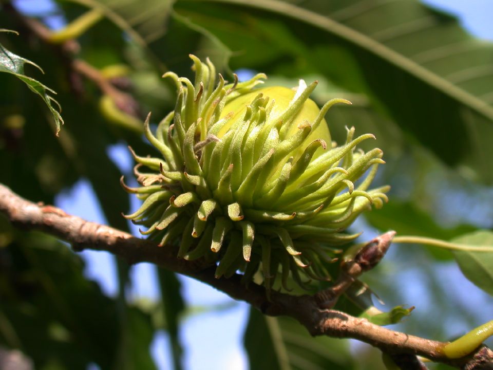 Fagaceae Quercus acutissima