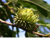 image of Quercus acutissima