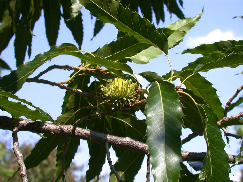 Fagaceae Quercus acutissima