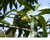 image of Quercus acutissima