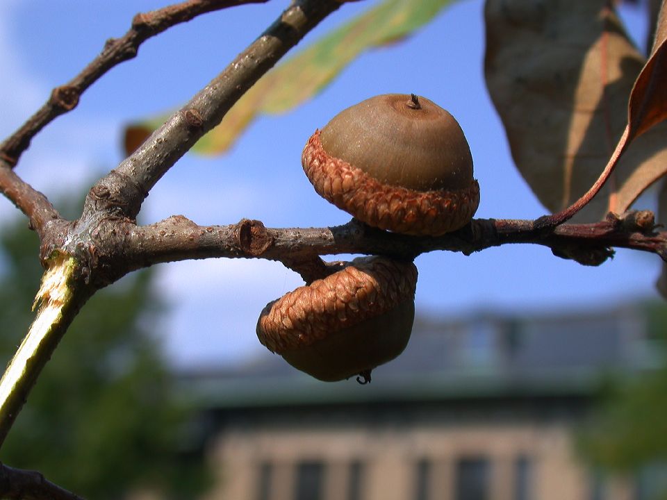 Fagaceae Quercus imbricaria