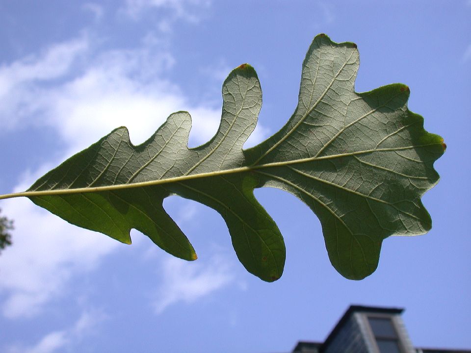 Fagaceae Quercus macrocarpa