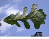 image of Quercus macrocarpa