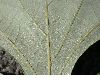 image of Quercus macrocarpa