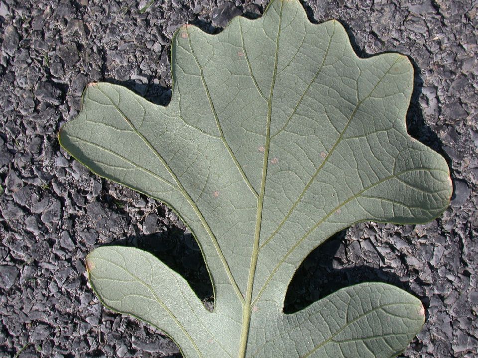 Fagaceae Quercus macrocarpa