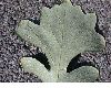 image of Quercus macrocarpa