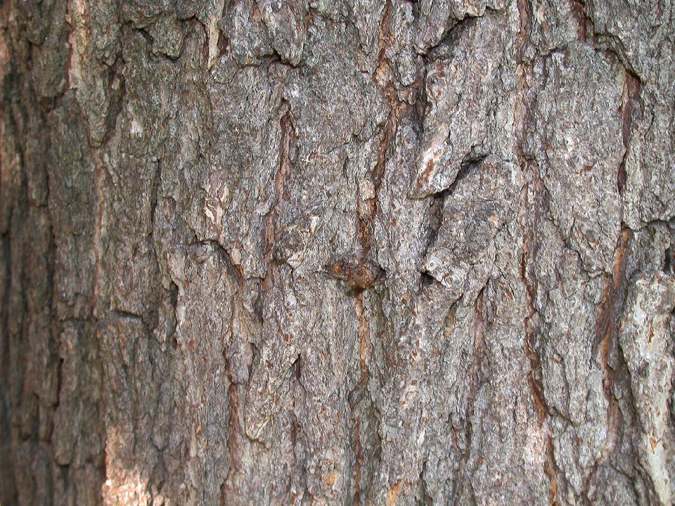 Fagaceae Quercus macrocarpa
