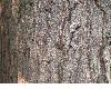 image of Quercus macrocarpa