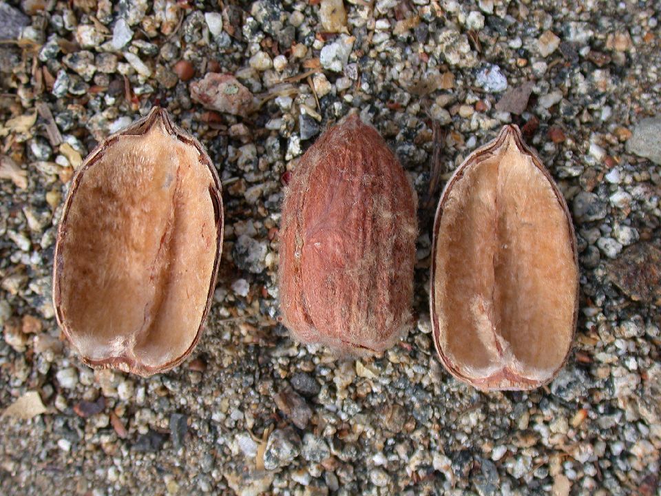Fagaceae Quercus kelloggii