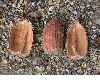 image of Quercus kelloggii