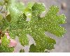 image of Quercus kelloggii