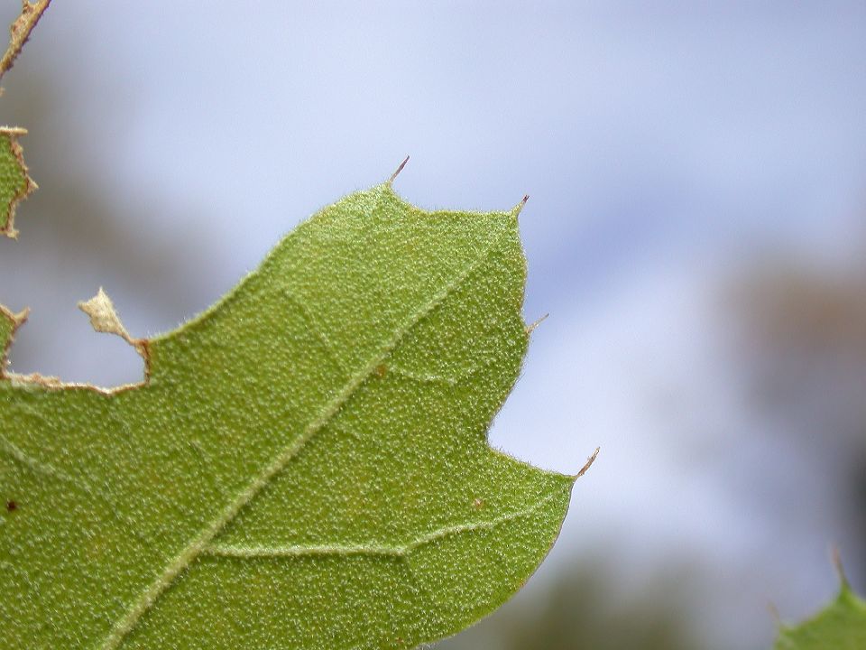 Fagaceae Quercus kelloggii