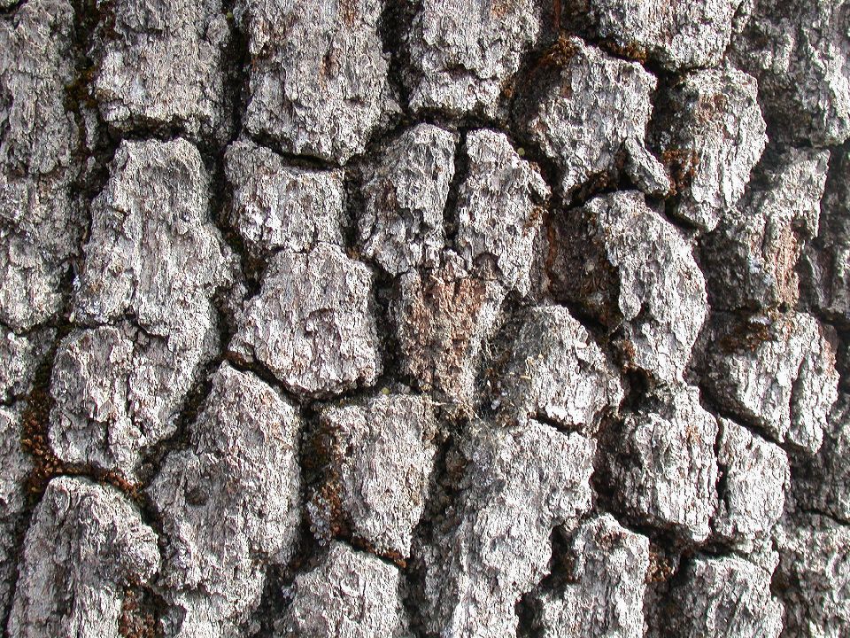 Fagaceae Quercus kelloggii