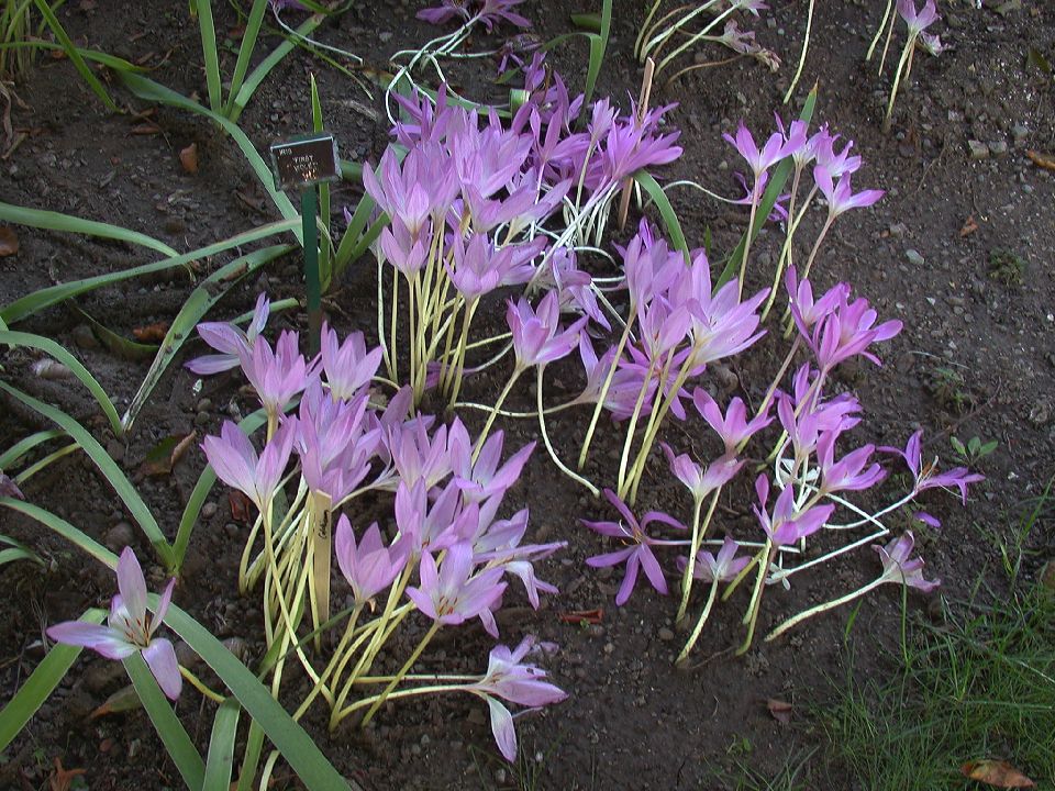 Colchicaceae Colchicum 