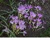 image of Colchicum 
