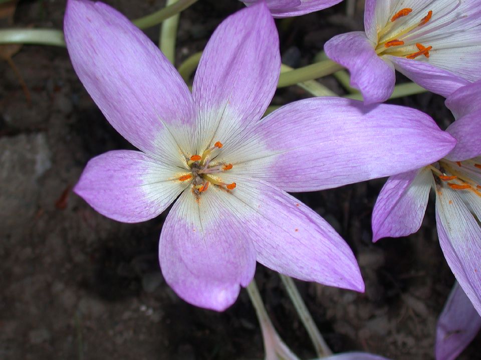 Colchicaceae Colchicum 
