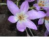 image of Colchicum 
