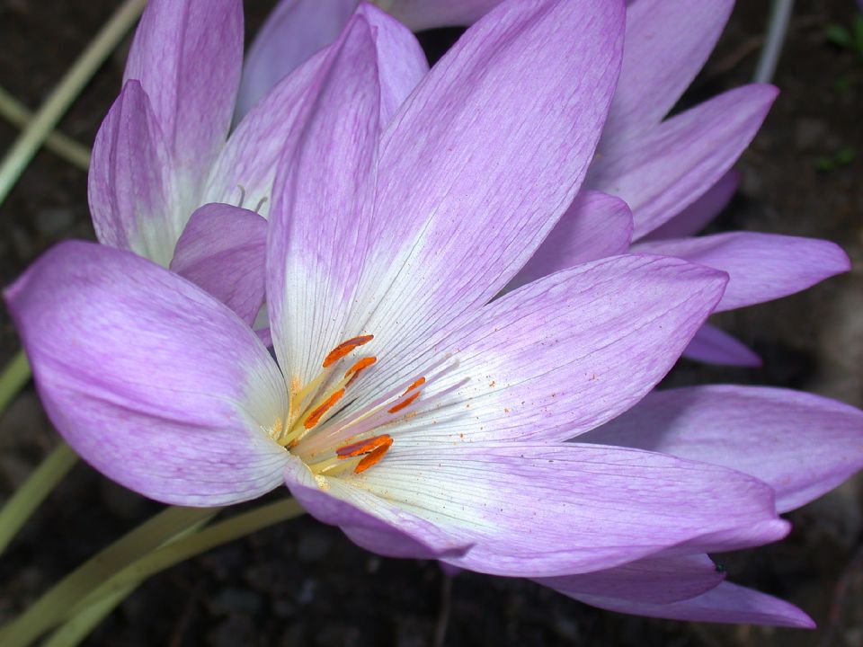 Colchicaceae Colchicum 