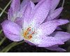 image of Colchicum 