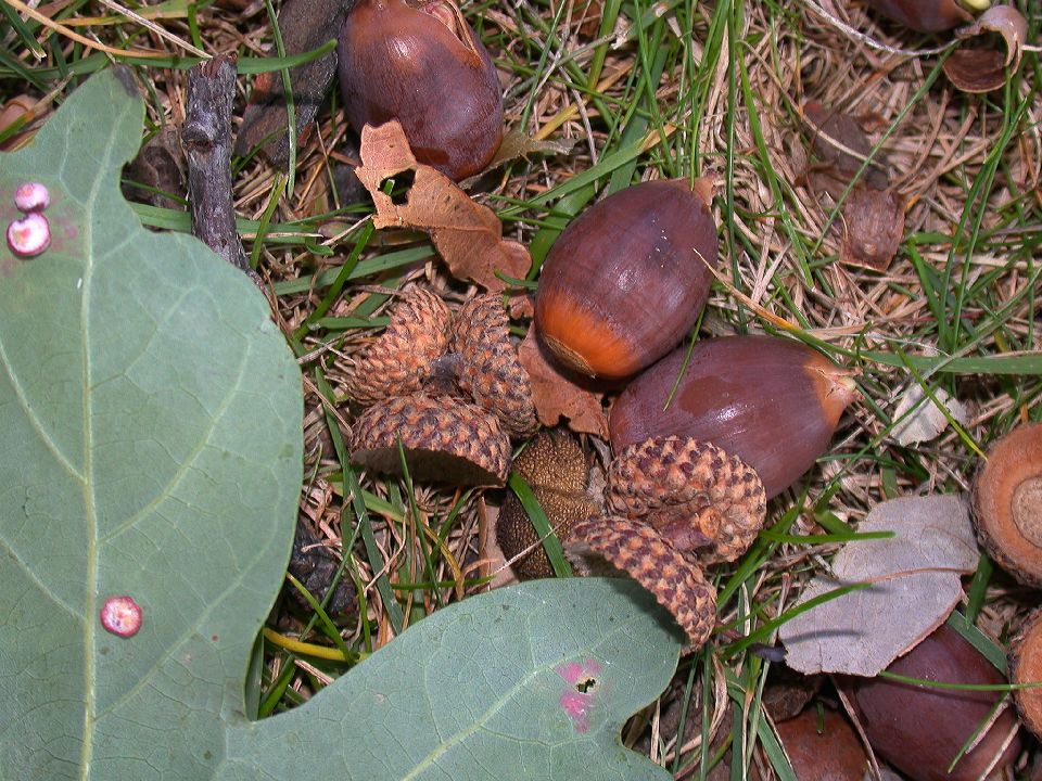 Fagaceae Quercus alba