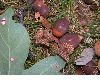 image of Quercus alba